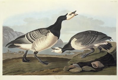 Barnacle Geese by John James Audubon